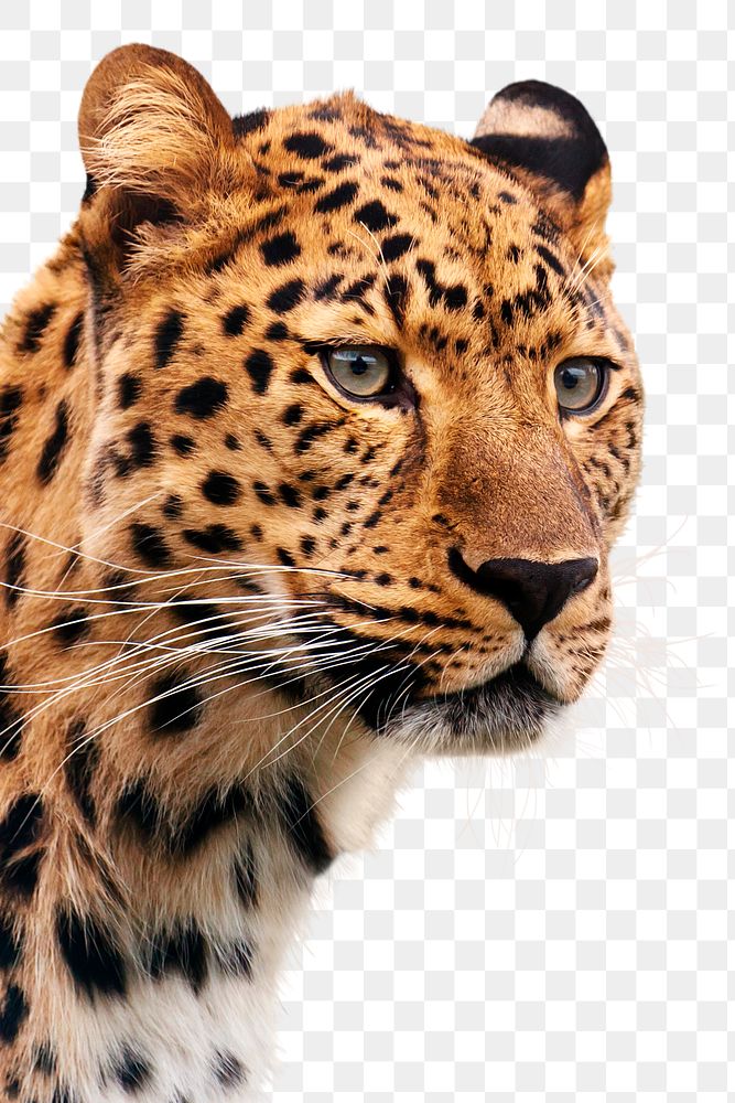 Leopard png, wild animal closeup portrait in transparent background