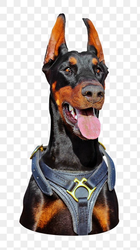 Doberman dog png sticker, transparent background