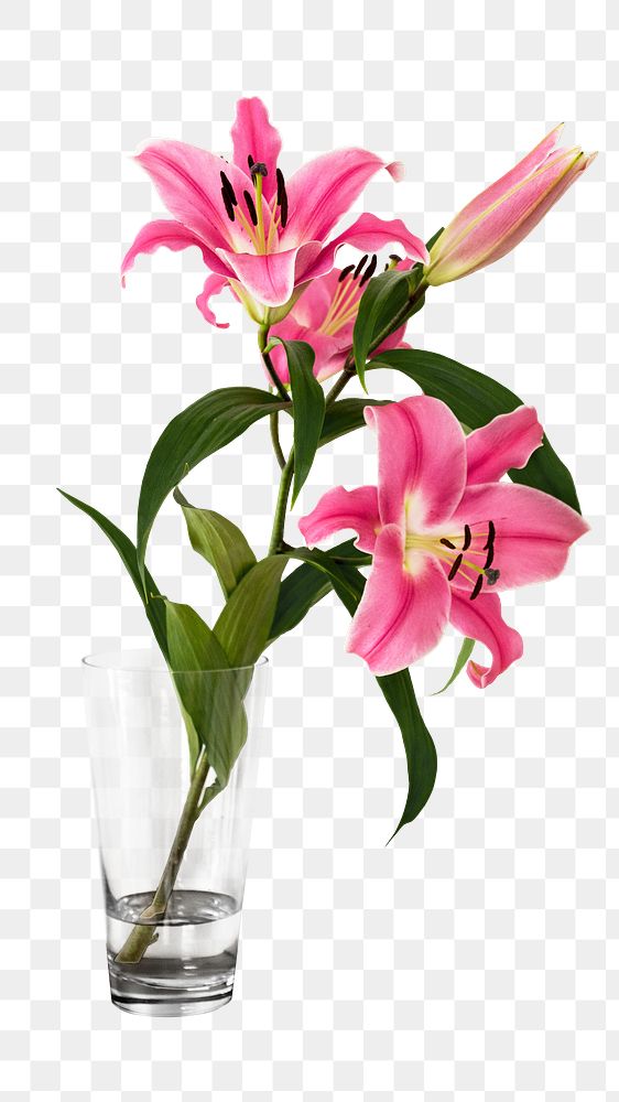 Pink lily png sticker, transparent background