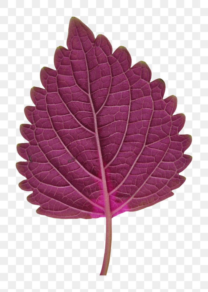 Purple leaf png sticker, transparent background