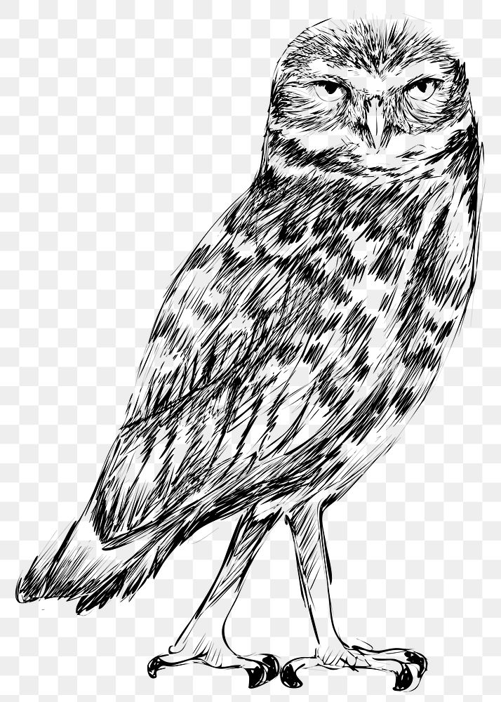 Png Burrowing owl  animal illustration, transparent background