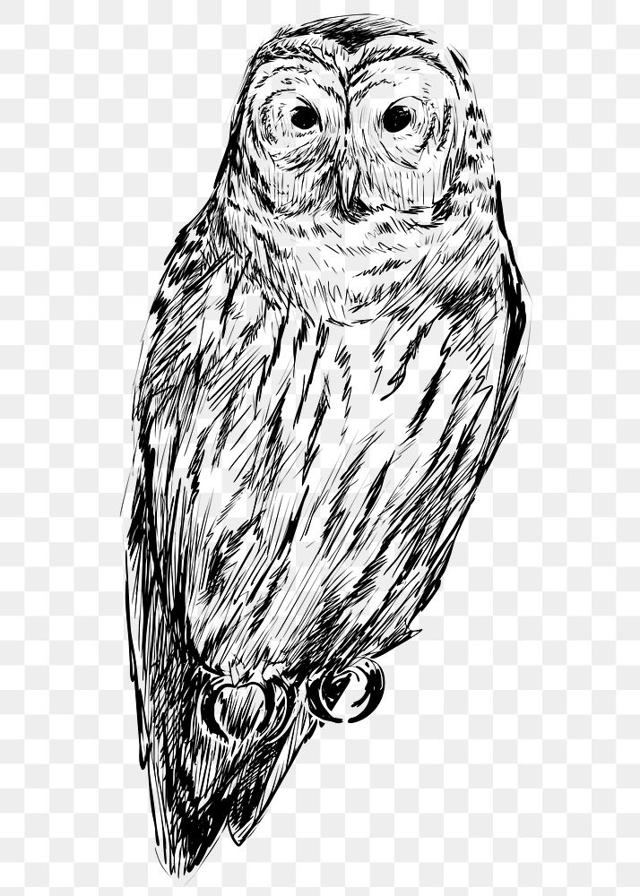 Png Barred owl  animal illustration, transparent background