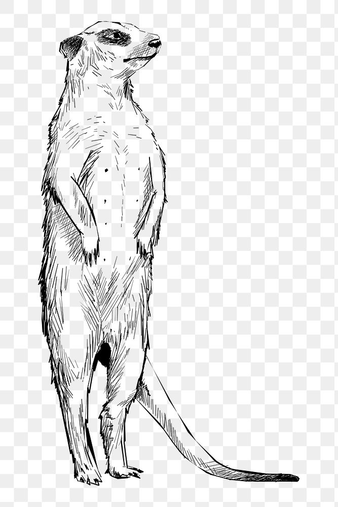 Png Meerkat standing  animal illustration, transparent background