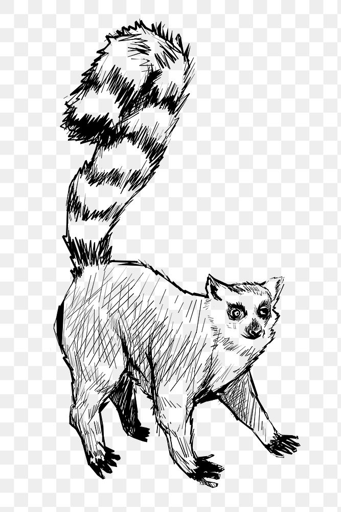 Png lemur sketch  animal illustration, transparent background
