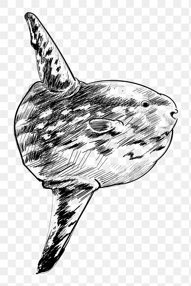 Png Whale sketch  animal illustration, transparent background