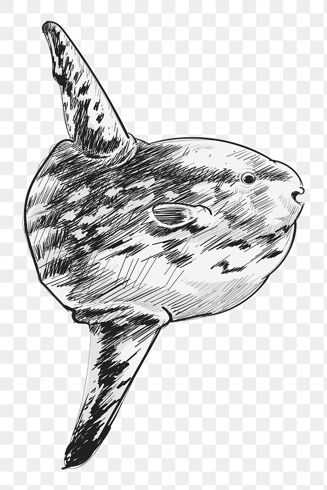 Png whale sketch  animal illustration, transparent background