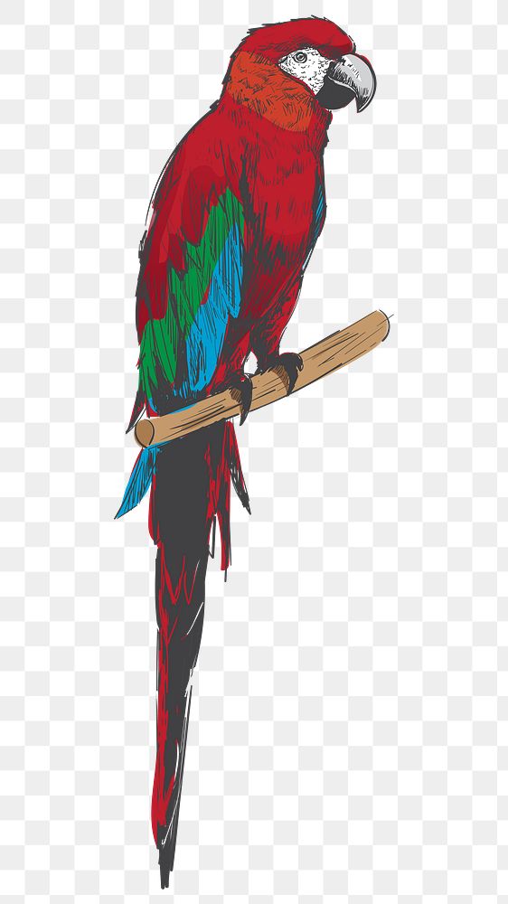 Png Macaw parrot  animal illustration, transparent background