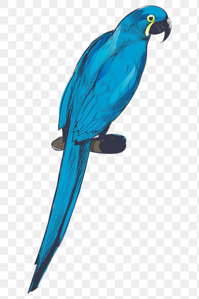 Png Hyacinth Macaw parrot  animal illustration, transparent background