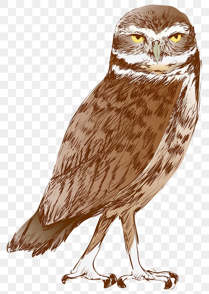 Png Burrowing owl  animal illustration, transparent background