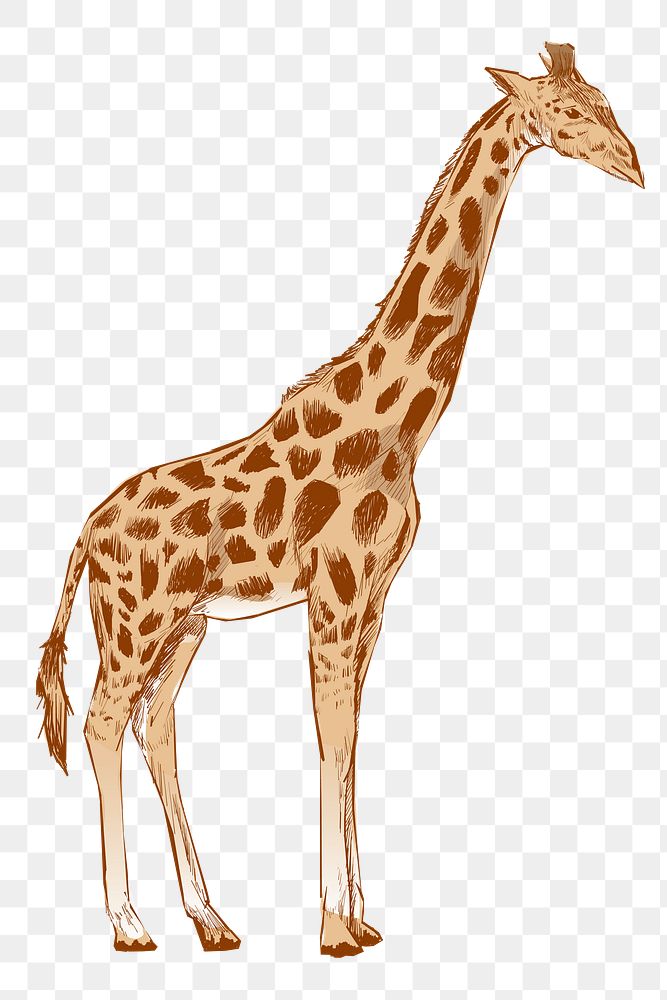 Png giraffe sketch  animal illustration, transparent background