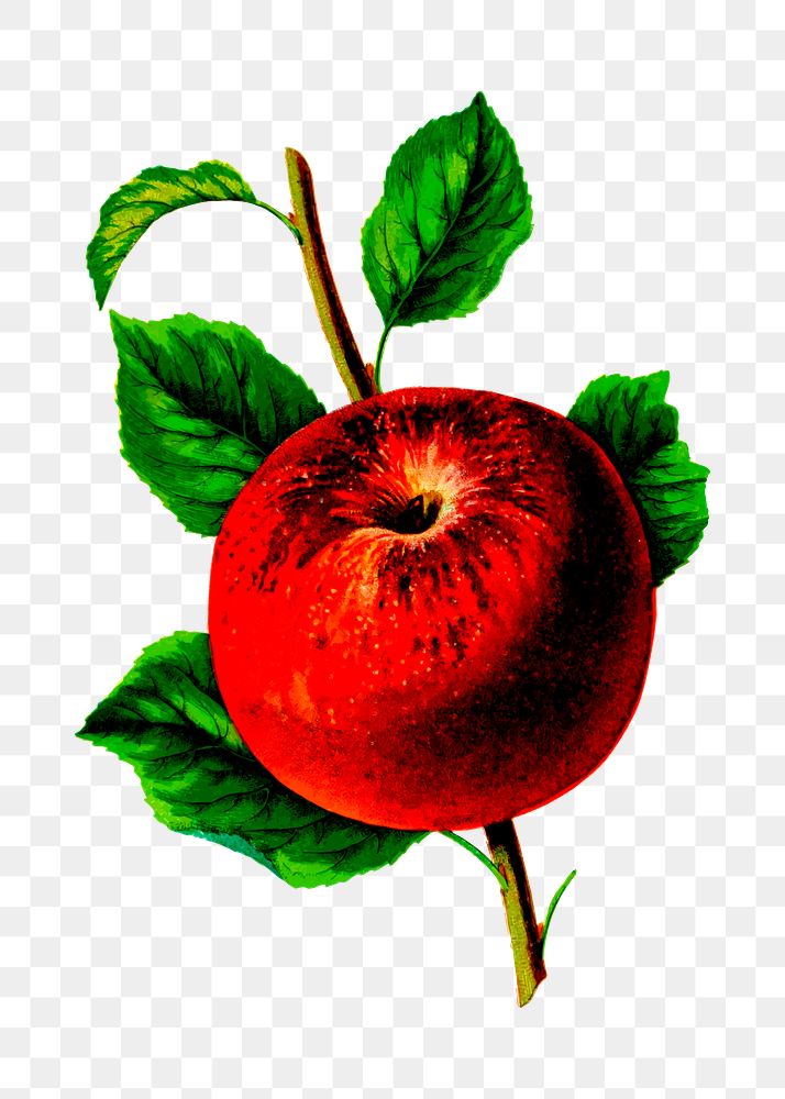 Red apple png illustration, transparent background. Free public domain CC0 image.