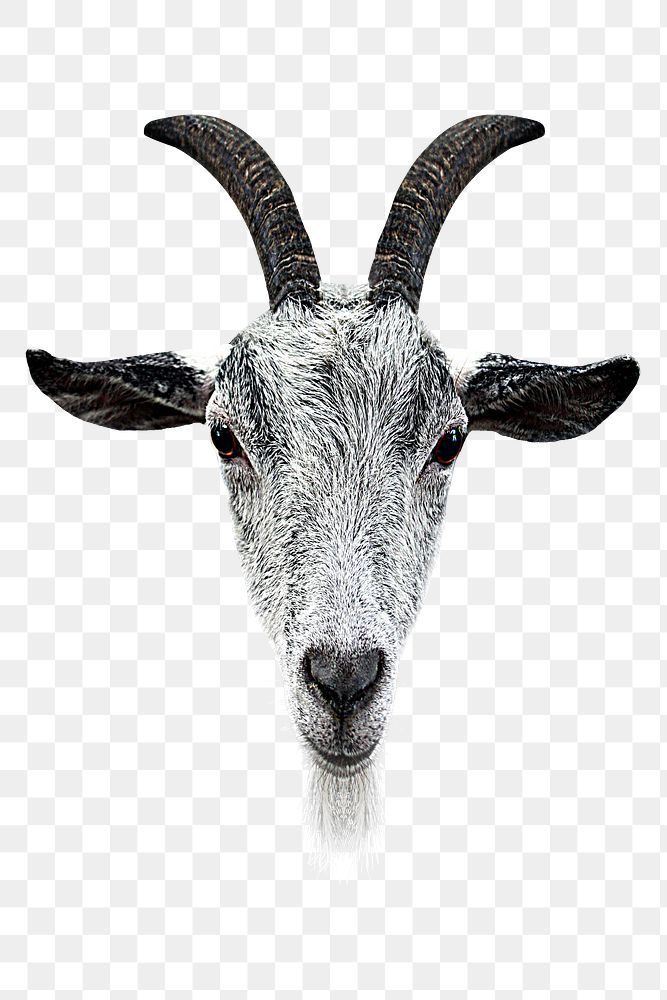 Goat face png sticker, transparent background