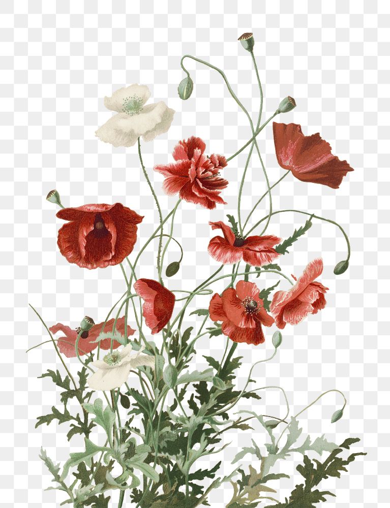 Red poppy flowers png sticker, transparent background