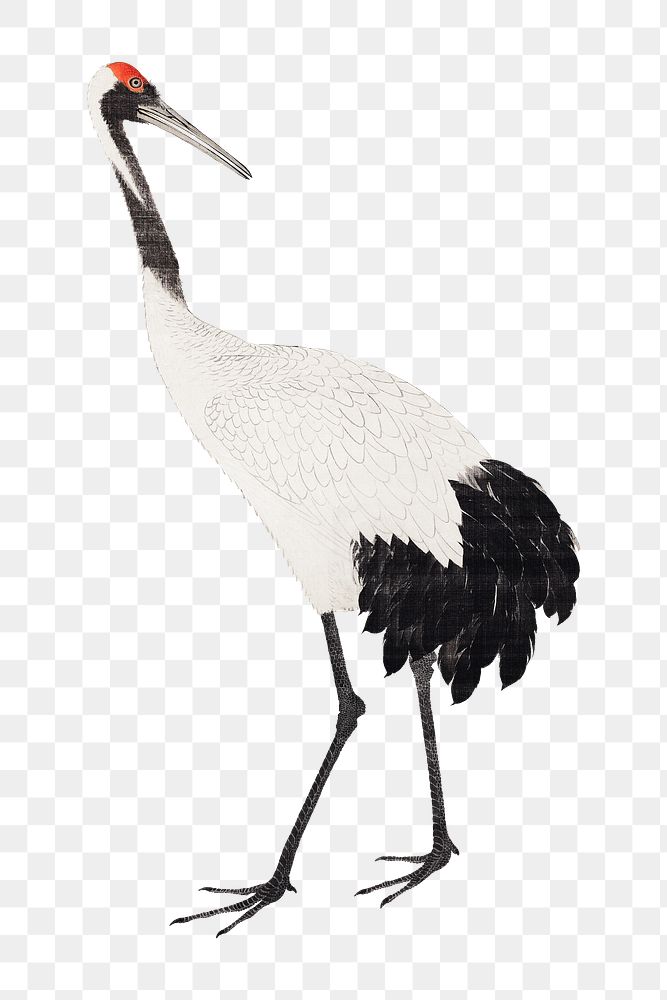 Japanese crane png on transparent background.    Remastered by rawpixel. 