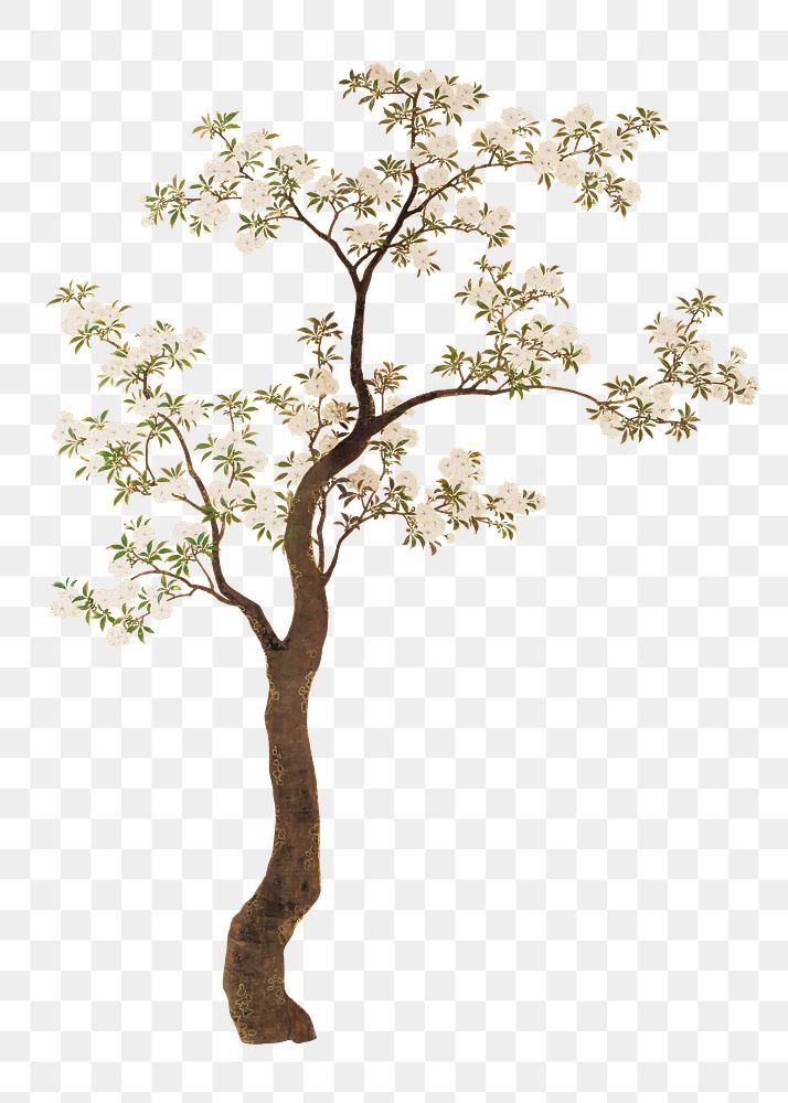 Japanese cherry blossom tree png on transparent background.    Remastered by rawpixel. 