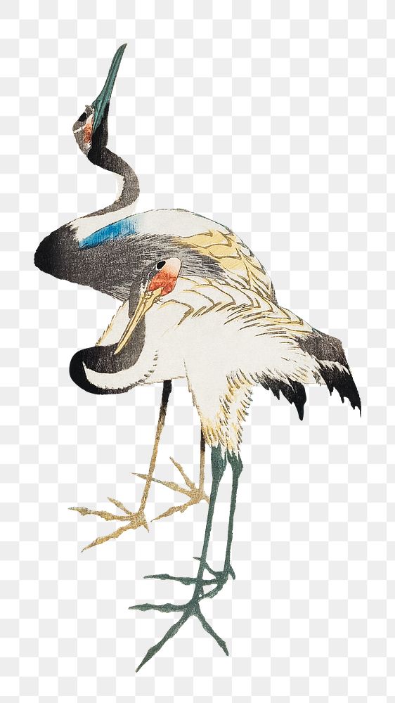 Japanese cranes png on transparent background.    Remastered by rawpixel. 