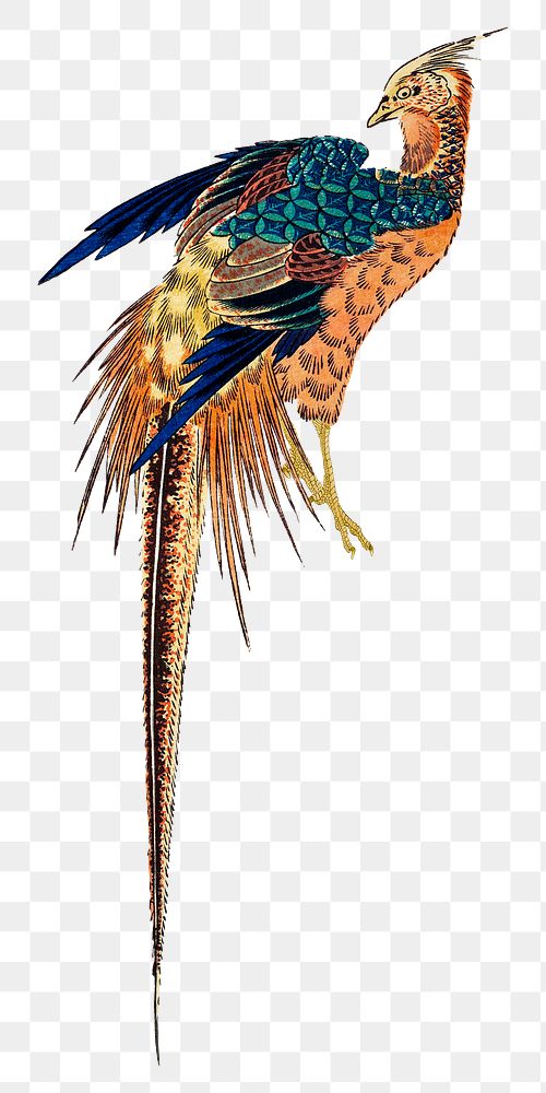 Vintage pheasant png on transparent background.   Remastered by rawpixel. 