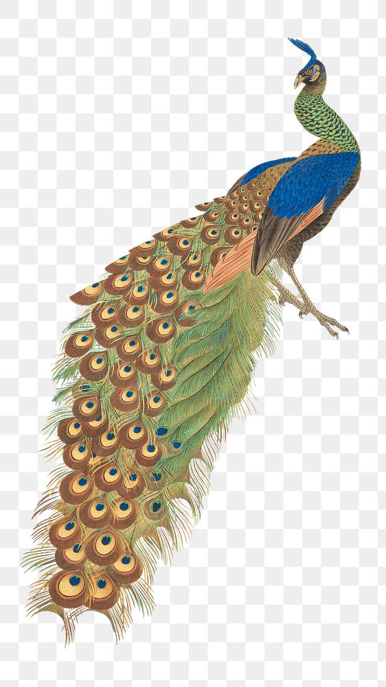 Vintage peacock png on transparent background.    Remastered by rawpixel. 