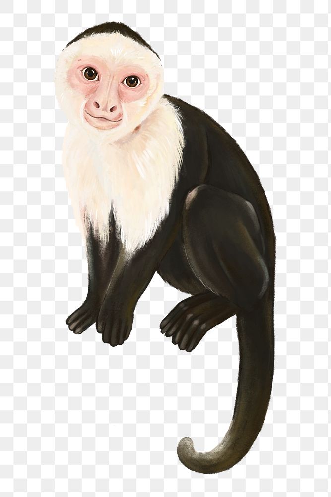 Monkey png sticker, cute animal illustration, transparent background