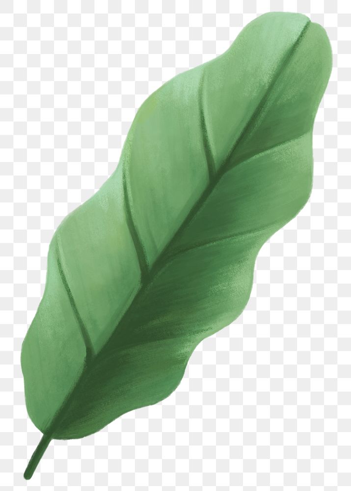 Green leaf png sticker, botanical illustration, transparent background