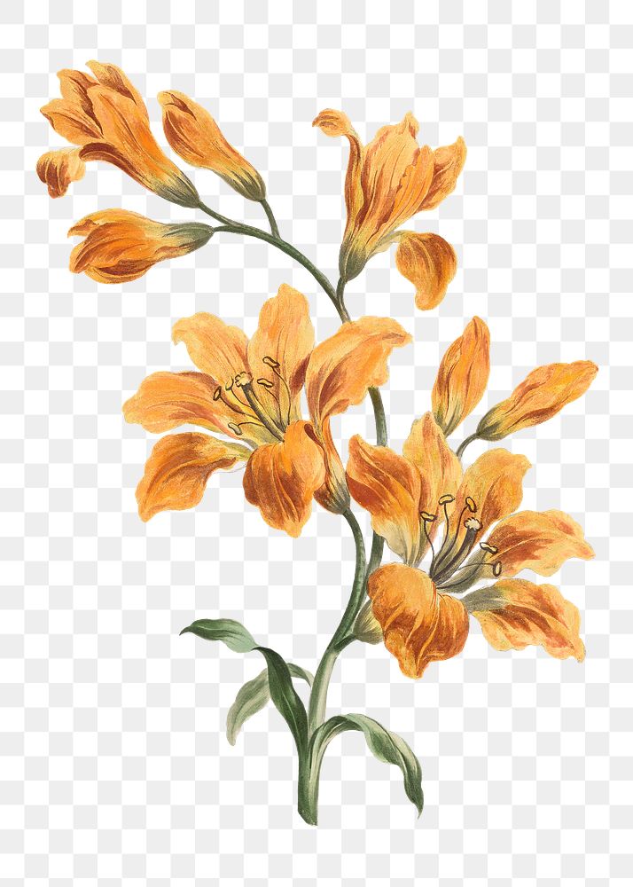 Orange lily png flower sticker, transparent background