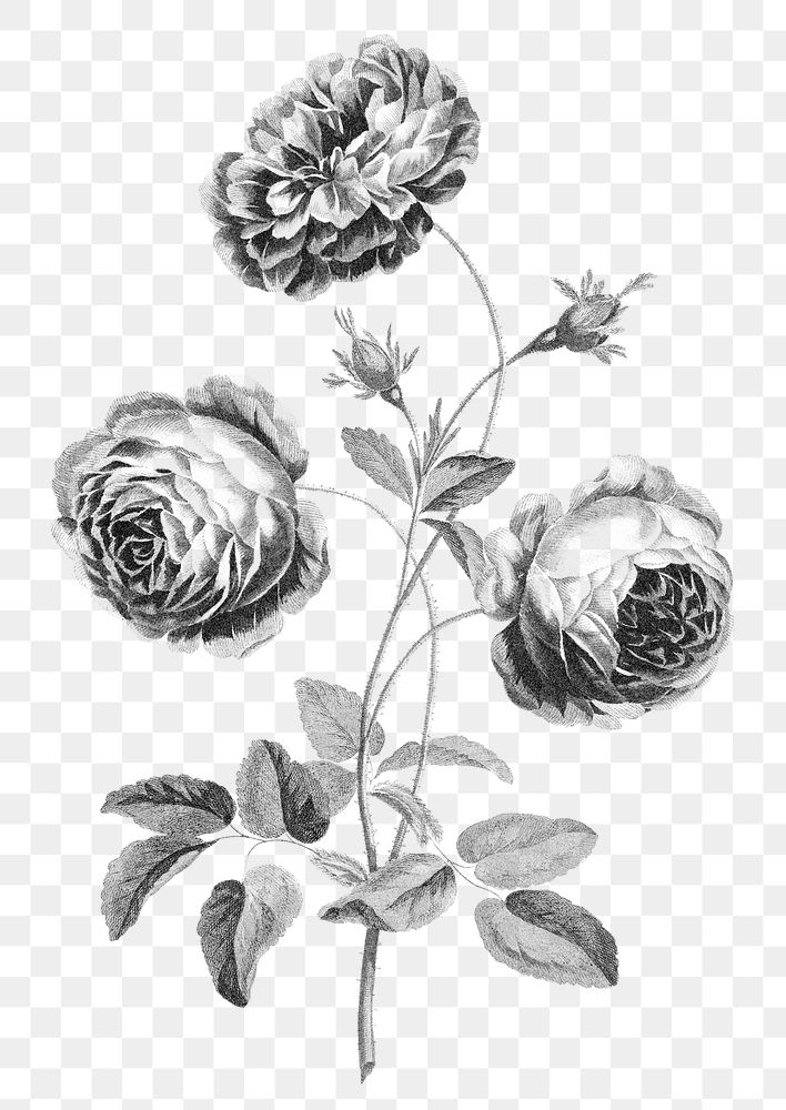 Rose png flower sticker, black and white design on transparent background