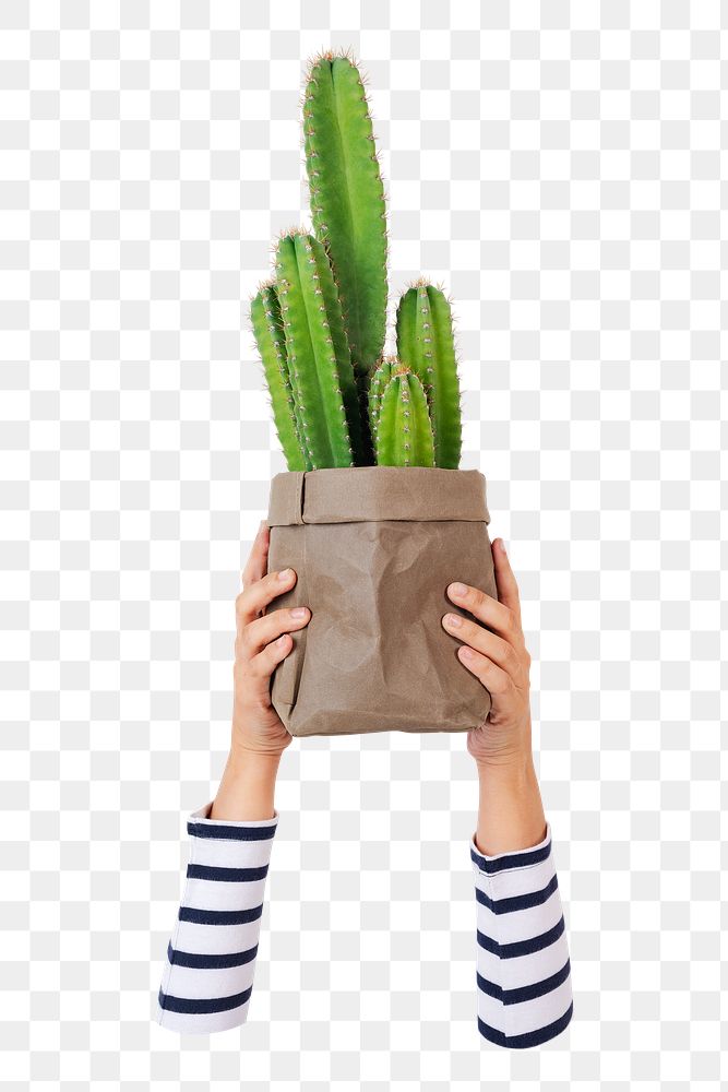 Cactus lover png sticker, transparent background