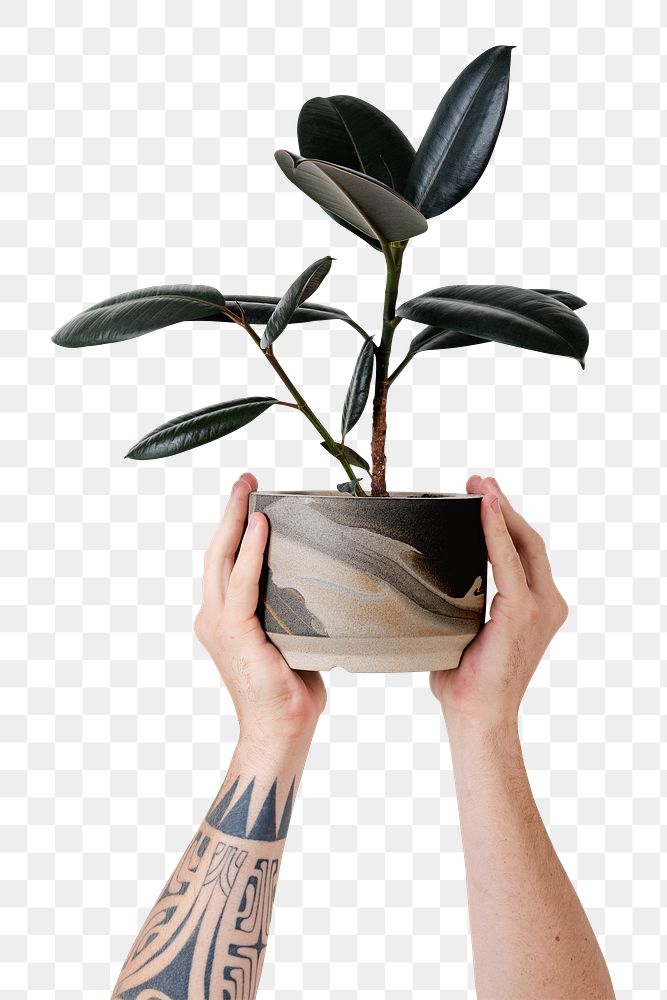 Png tattooed hand mockup holding potted rubber plant