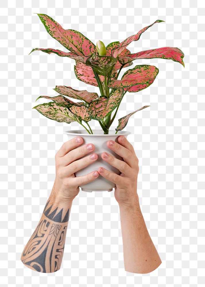 Png potted aglaonema pink lady sticker, transparent background
