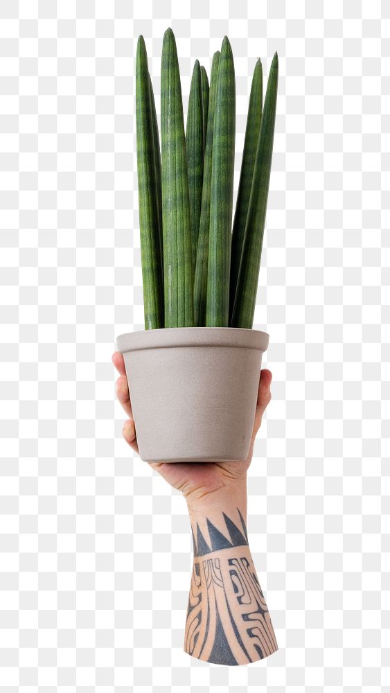 Png potted cylindrical snake plant sticker, transparent background