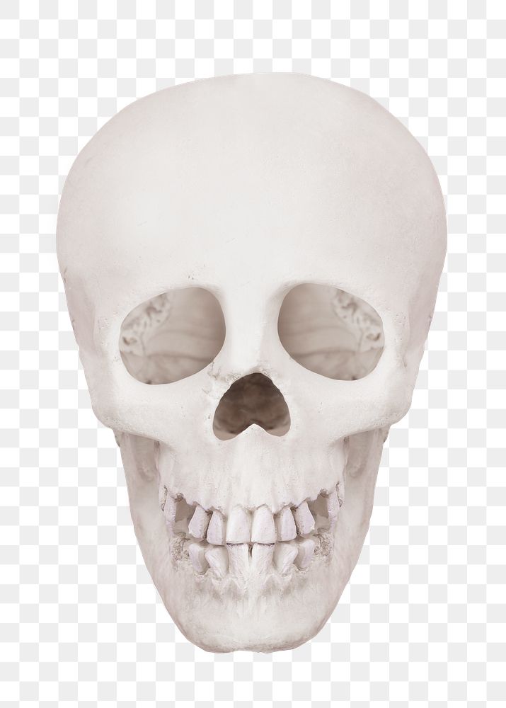 Human skull png sticker, transparent background