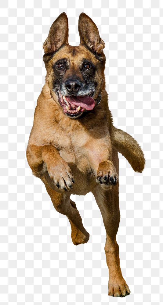 Png Running German Shepherd dog, animal, transparent background