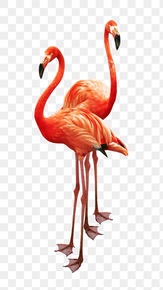 Flamingo couple png sticker, transparent background