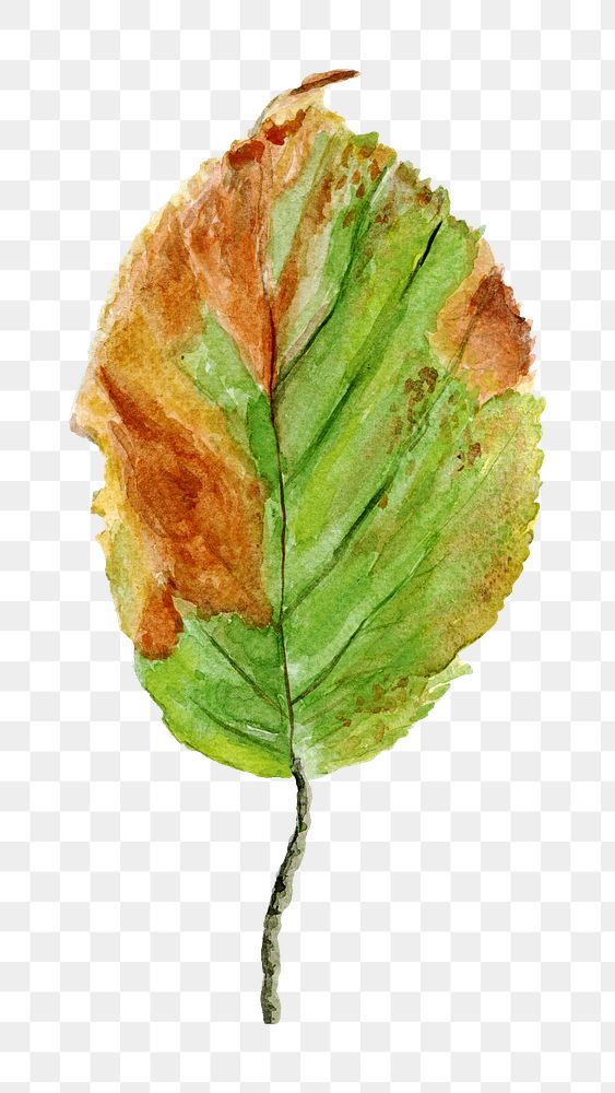 Autumn leaf png sticker, transparent background