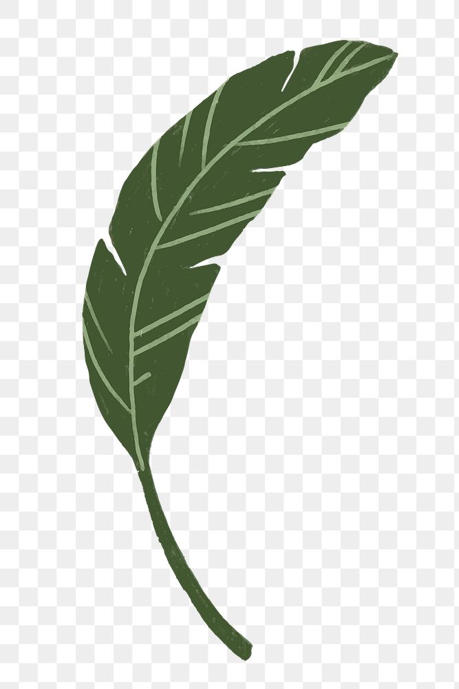 Green leaf png doodle botanical sticker, transparent background