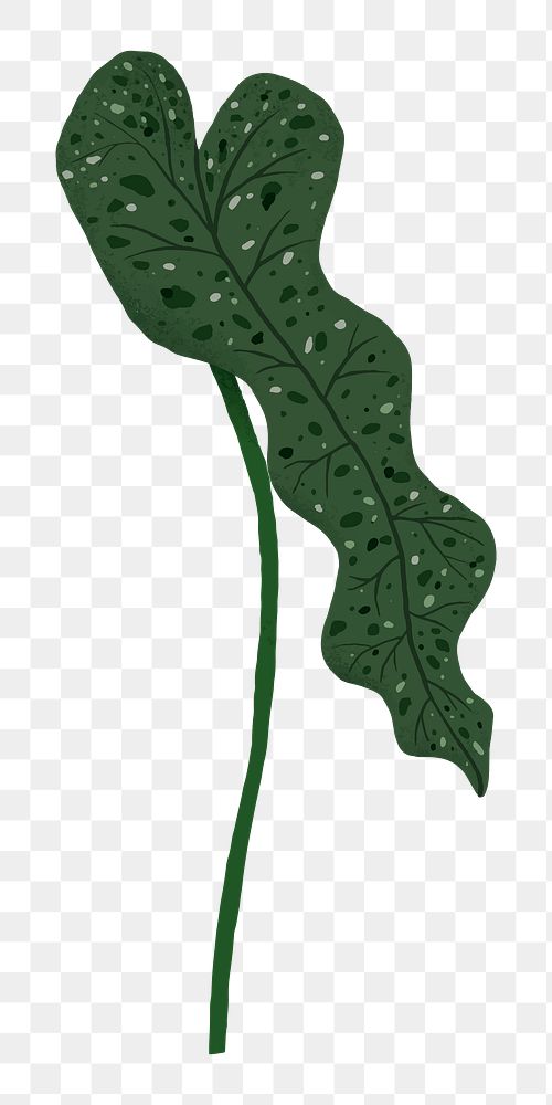 Philodendron leaf png sticker, transparent background