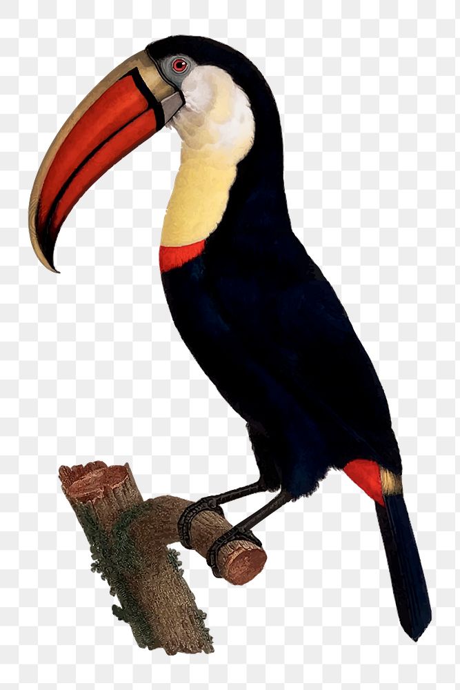 Toucan bird  png clipart illustration, transparent background. Free public domain CC0 image.