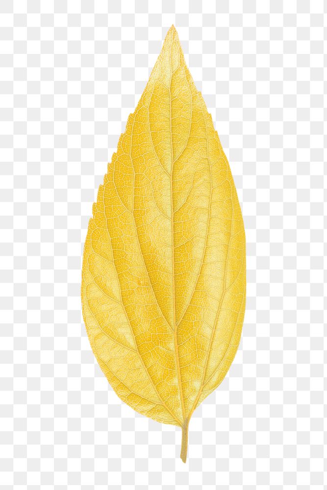 Yellow leaf png sticker, transparent background 