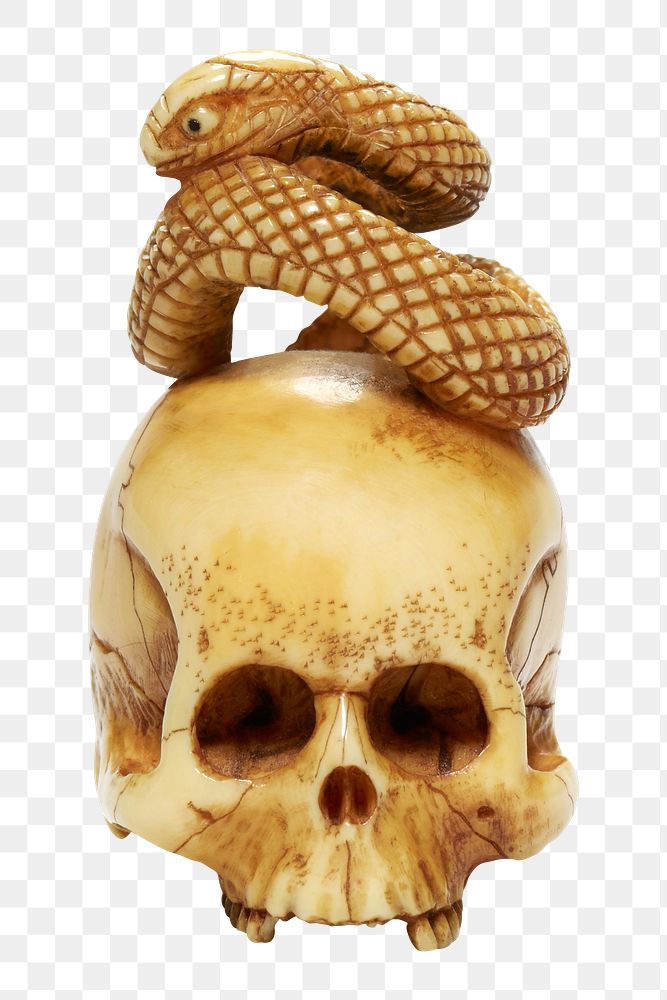 Aesthetic skull with snake png on transparent background.  Remastered by rawpixel