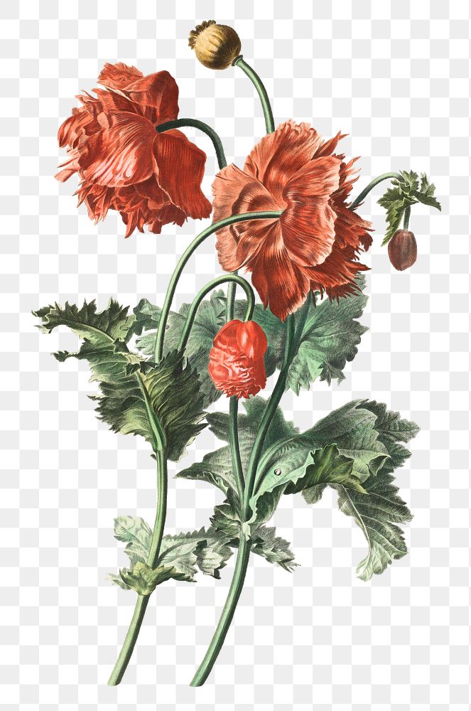 Aesthetic vintage red poppies png on transparent background.  Remastered by rawpixel