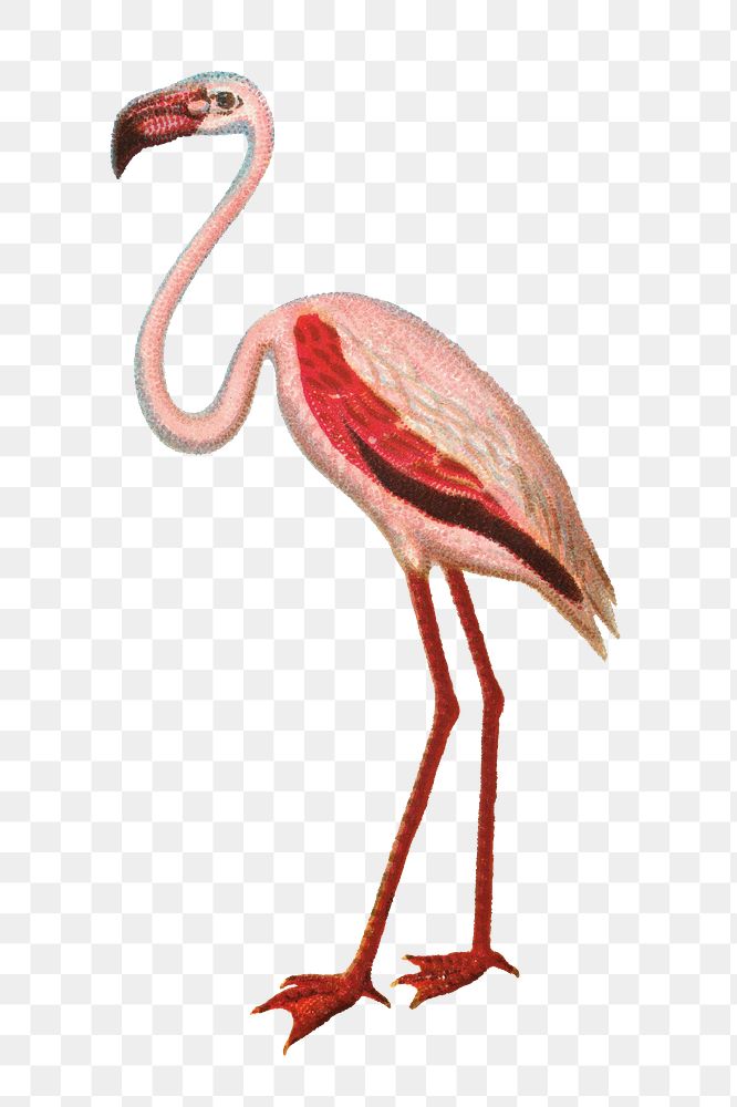 Aesthetic flamingo png on transparent background.   Remastered by rawpixel