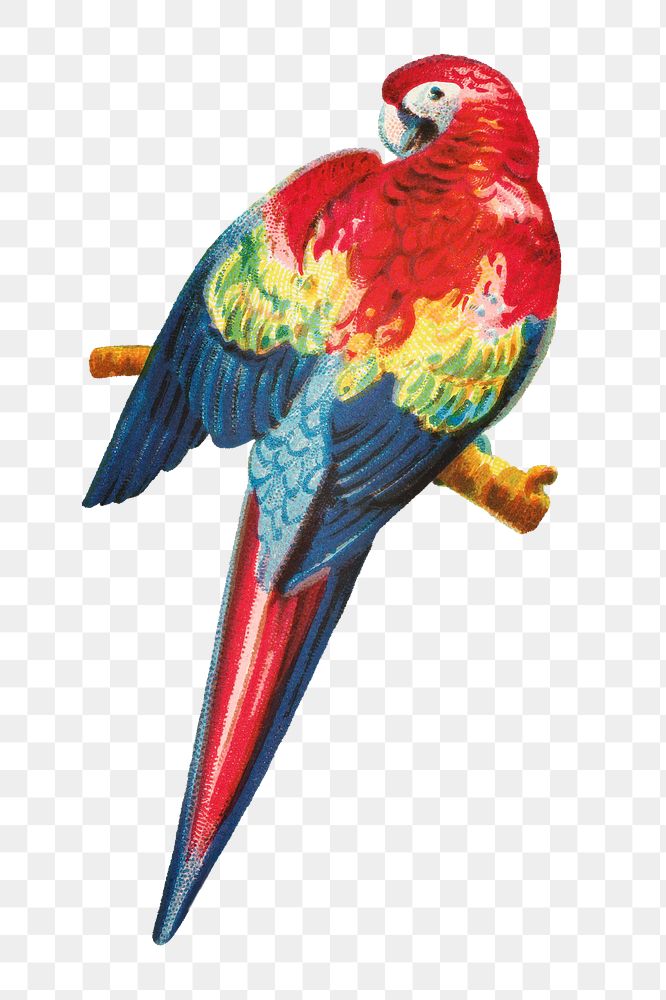 Aesthetic macaw png on transparent background.   Remastered by rawpixel