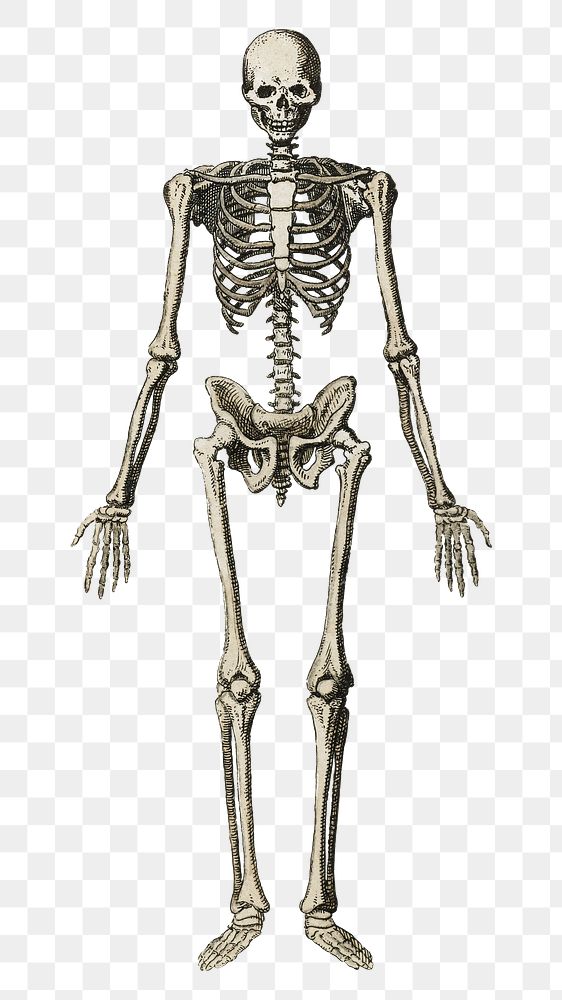 Aesthetic skeleton png on transparent background.  Remastered by rawpixel