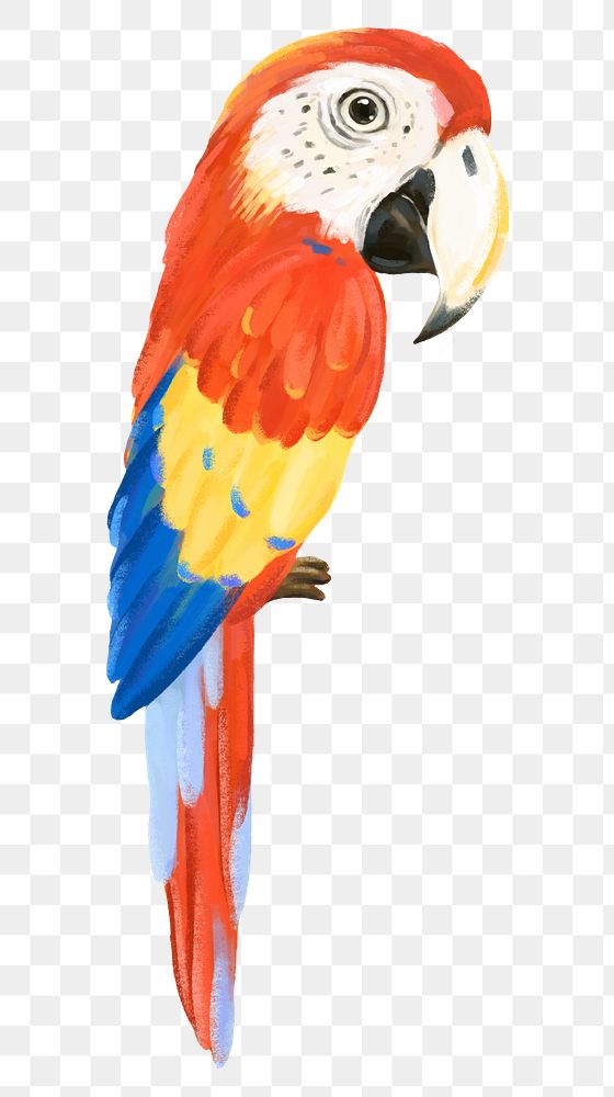Macaw bird png sticker, cute animal illustration, transparent background