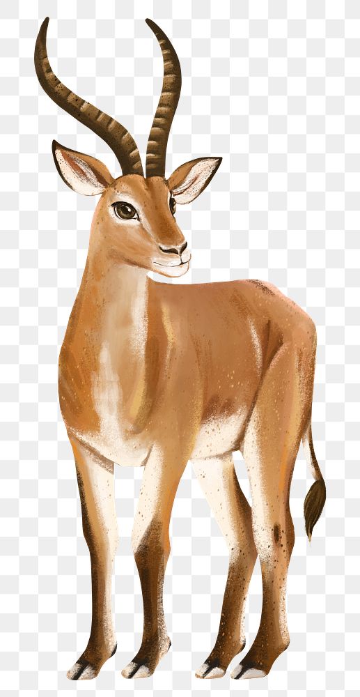 Impala png sticker, cute animal illustration, transparent background