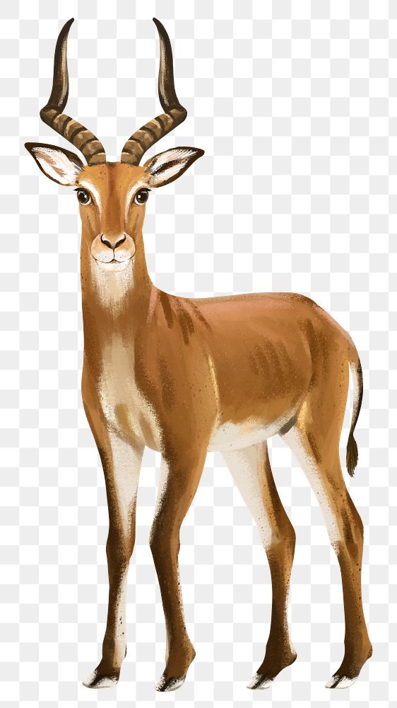 Impala png sticker, cute animal illustration, transparent background