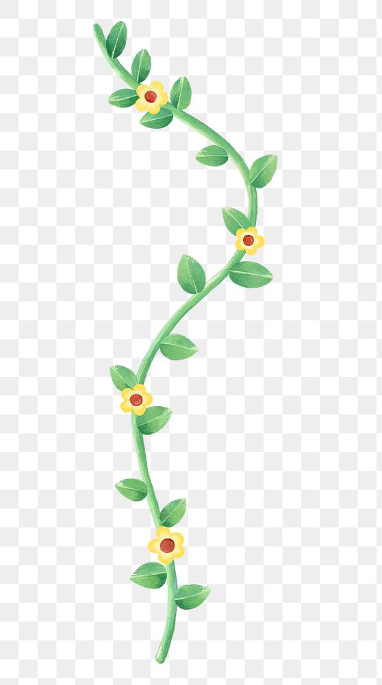 Flowering vine png sticker, botanical illustration, transparent background