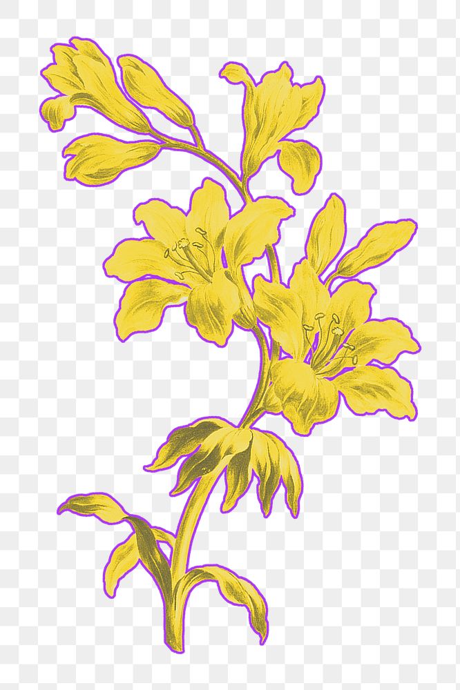 Yellow flower png botanical sticker, transparent background, remixed by rawpixel