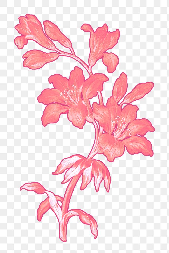Pink flower png botanical sticker, transparent background, remixed by rawpixel