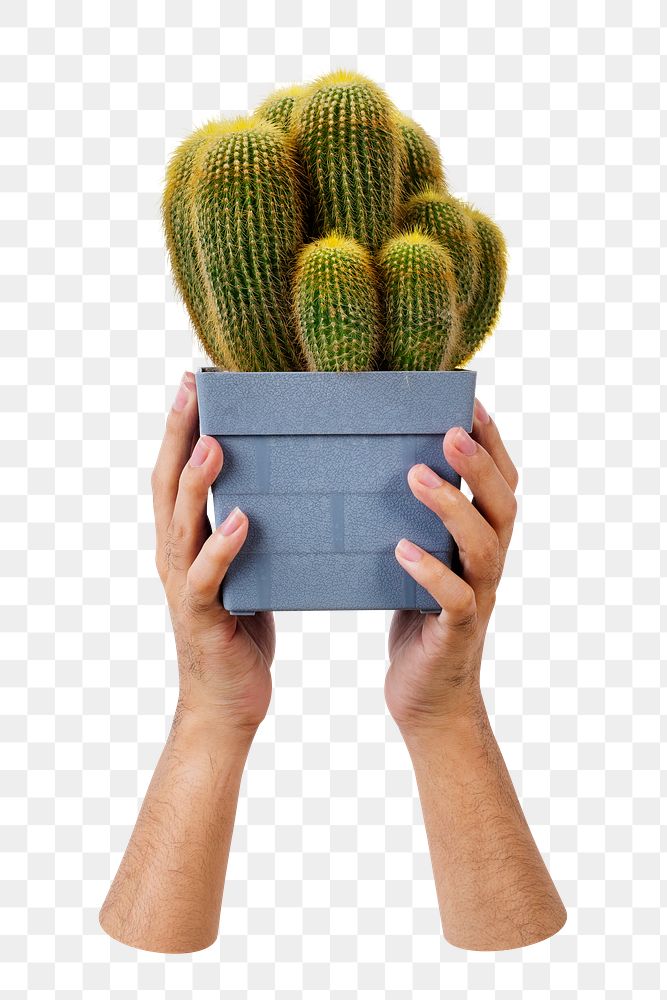 Holding cactus png sticker, transparent background